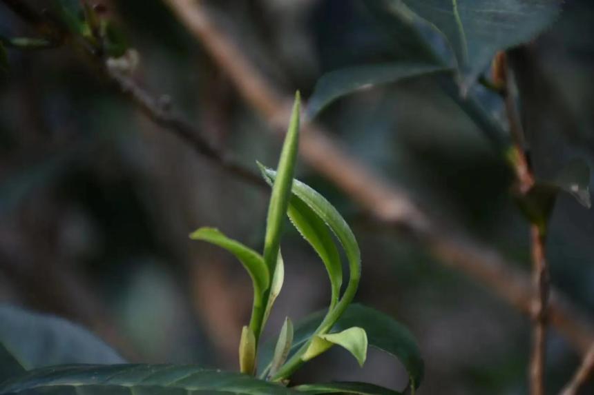 曼松贡茶——王子山原生古树